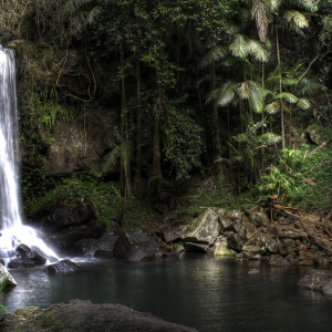 Mt Tamborine, Curtis Falls, Gold Coast